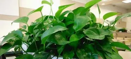 什么样绿萝有毒,哪些品种的绿萝有毒，如何安全养护1