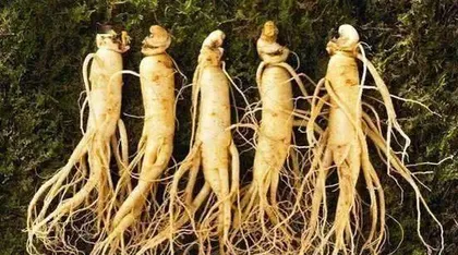 人参怎么养殖,人参的种植与养护技巧3