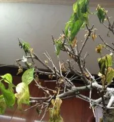  wintersweet干叶子是怎么回事, wintersweet干叶原因解析与养护攻略1