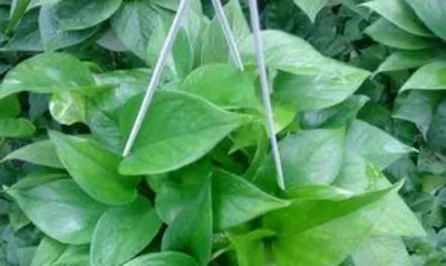 什么样绿萝有毒,哪些品种的绿萝有毒，如何安全养护2