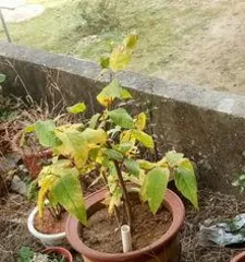  wintersweet干叶子是怎么回事, wintersweet干叶原因解析与养护攻略2