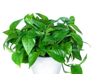 什么样绿萝有毒,哪些品种的绿萝有毒，如何安全养护3