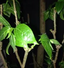  wintersweet干叶子是怎么回事, wintersweet干叶原因解析与养护攻略3