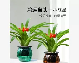 如何养护鸿运当头花，让它开花更多（种植技巧、施肥方法、浇水时机和剪枝要点）1