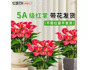 如何养护鸿运当头花，让它开花更多（种植技巧、施肥方法、浇水时机和剪枝要点）2