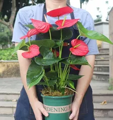 如何养护鸿运当头花，让它开花更多（种植技巧、施肥方法、浇水时机和剪枝要点）3