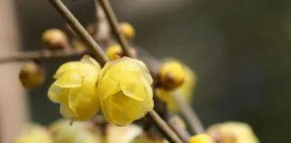  wintersweet怎么种植,从种子处理到养护管理，一步到位1