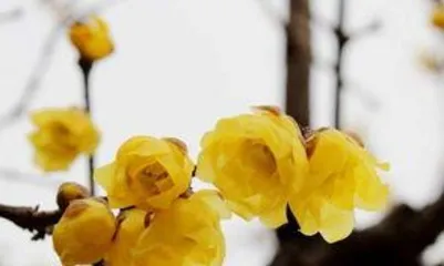  wintersweet怎么种植,从种子处理到养护管理，一步到位2