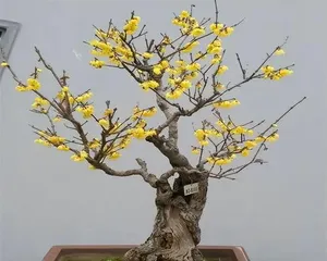  wintersweet怎么种植,从种子处理到养护管理，一步到位3