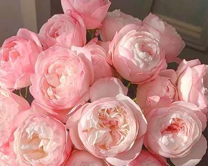 Unveiling the Growth Habits of Pink Polyantha Rose (Climbing or Shrub? How to Cultivate and Care?) 1