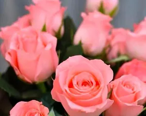 Unveiling the Growth Habits of Pink Polyantha Rose (Climbing or Shrub? How to Cultivate and Care?) 2