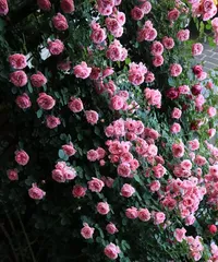 Unveiling the Growth Habits of Pink Polyantha Rose (Climbing or Shrub? How to Cultivate and Care?) 3
