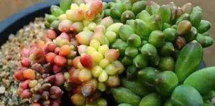 How to Crest Succulents, the Beauty of Morphological Variation and Care Tips 1