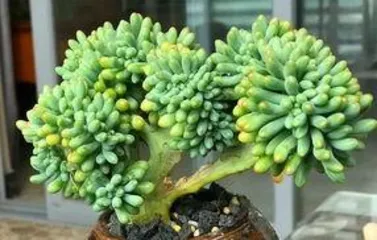 How to Crest Succulents, the Beauty of Morphological Variation and Care Tips 2