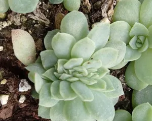 How to Crest Succulents, the Beauty of Morphological Variation and Care Tips 3