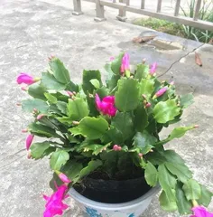 蟹爪兰什么时候换盆好,蟹爪兰换盆最佳时机与养护指南1