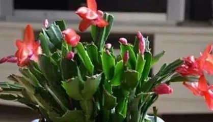 蟹爪兰什么时候换盆好,蟹爪兰换盆最佳时机与养护指南2