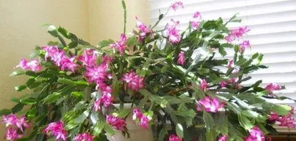 蟹爪兰什么时候换盆好,蟹爪兰换盆最佳时机与养护指南3