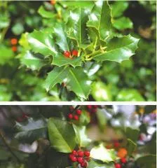 冬天有什么植物,冬季植物种类及养护指南1