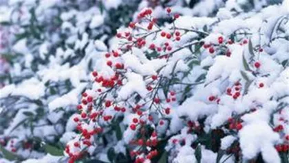 冬天有什么植物,冬季植物种类及养护指南2