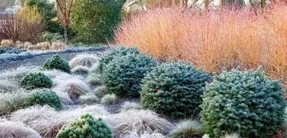 冬天有什么植物,冬季植物种类及养护指南3