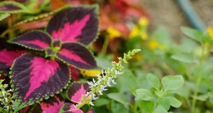 Care and Growth of Coleus (Creating a Colorful Garden) 1