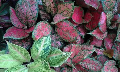 Care and Growth of Coleus (Creating a Colorful Garden) 2