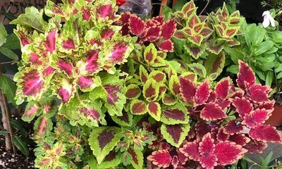 Care and Growth of Coleus (Creating a Colorful Garden) 3