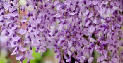 紫藤花怎么种植,从选址到养护的全方位指导1