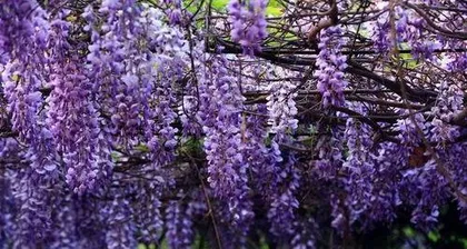 紫藤花怎么种植,从选址到养护的全方位指导2