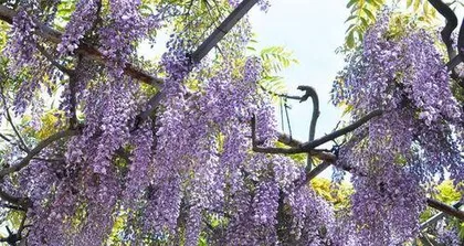 紫藤花怎么种植,从选址到养护的全方位指导3