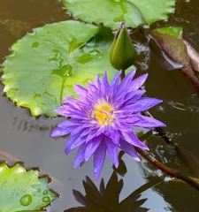 How to deal with water lilies after flowering? (Water Lily Care Guide) 2