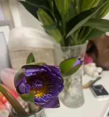 How to deal with water lilies after flowering? (Water Lily Care Guide) 3