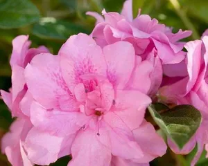 四季养杜鹃，科学浇水让花开得更美（春夏秋冬养护技巧，杜鹃花为你呈现绚烂色彩）1