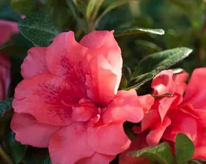 四季养杜鹃，科学浇水让花开得更美（春夏秋冬养护技巧，杜鹃花为你呈现绚烂色彩）2