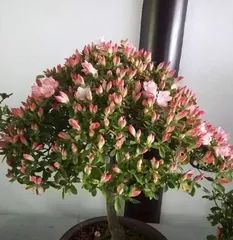 四季养杜鹃，科学浇水让花开得更美（春夏秋冬养护技巧，杜鹃花为你呈现绚烂色彩）3