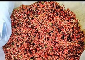 Growth Cycle and Precautions of Sichuan Pepper (Understanding the growth cycle and doing a good job of maintenance)3
