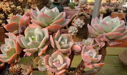 Care Guide for Echeveria 