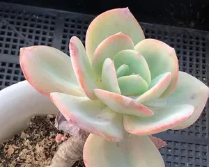 Care Guide for Echeveria 