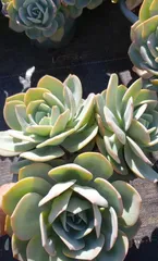 Care Guide for Echeveria 