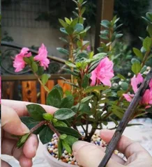 How to prune rhododendrons, pruning techniques and care tips for rhododendrons 1