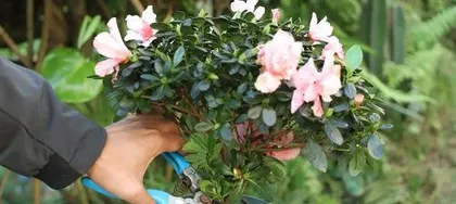 How to prune rhododendrons, pruning techniques and care tips for rhododendrons 2