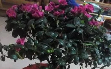 How to prune rhododendrons, pruning techniques and care tips for rhododendrons 3