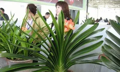 君子兰养护指南（容易养活的室内绿植）1