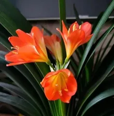 君子兰养护指南（容易养活的室内绿植）2