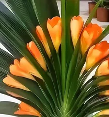 君子兰养护指南（容易养活的室内绿植）3