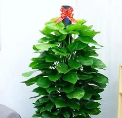 A Guide to Caring for Indoor Pothos - Is Pothos Suitable for Indoor Growing?1