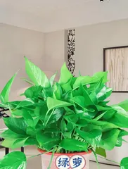 A Guide to Caring for Indoor Pothos - Is Pothos Suitable for Indoor Growing?2