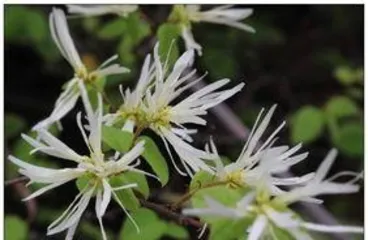 白花檵木如何养殖,白花檵木的养殖技巧与养护要点1