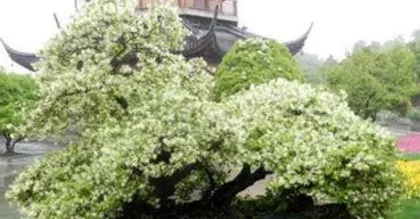 白花檵木如何养殖,白花檵木的养殖技巧与养护要点2